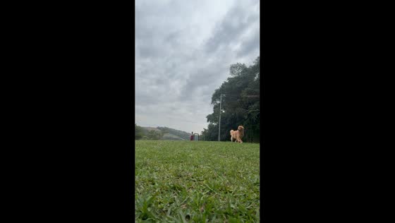 Golden retrievers chase chicken across field in São Paulo, Brazil