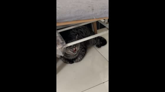 Tabby cat hisses then snorts like a pig in Beijing, China
