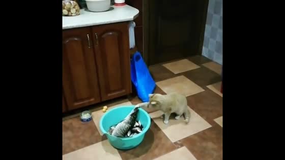 Cat jumps away after fish bites its paw in Skidzyel, Belarus