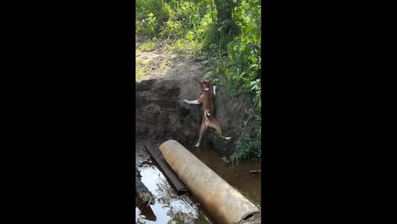 Dog's river crossing attempt leads to funny struggle in Ryazan, Russia