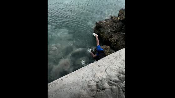 Person falls into water near shark in Marathon, Florida