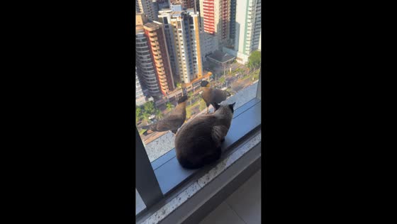 Cat scares off bird at window in Maringá, Brazil