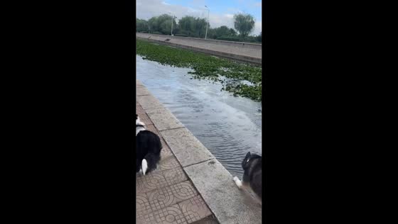 Dog accidentally slips into the river during a walk in Shandong, China