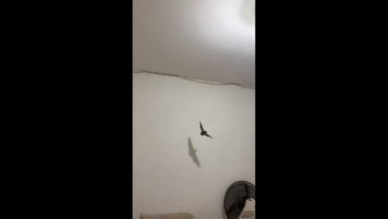 Bat flies in circles inside a room after being disturbed in Neuquen, Argentina