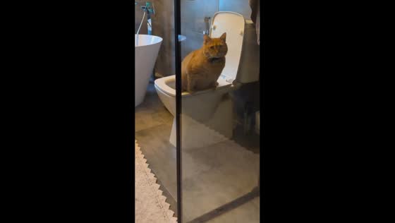 Cat uses toilet while being watched in Krasnodar, Russia