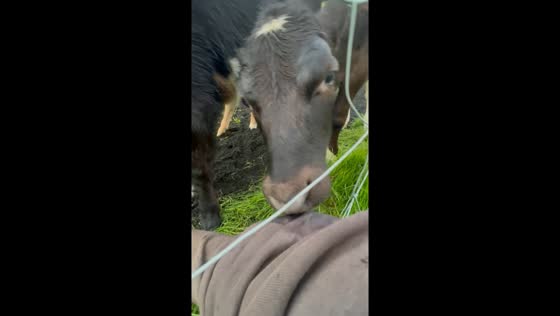 Man pets calves as playful cow seeks attention in Ytri Ásar, Iceland