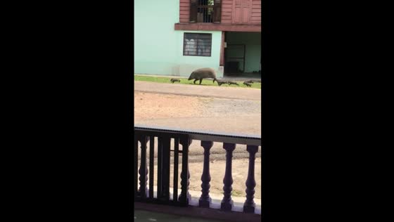 Eid surprise: mother pig leads piglet parade through Kedah neighborhood