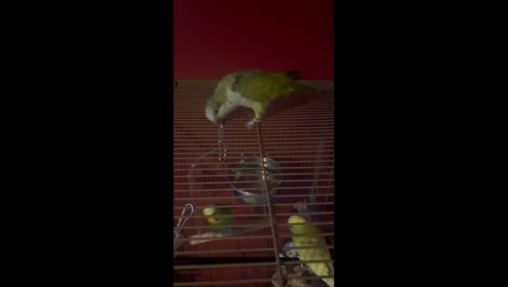 Bird playfully rocks friend’s swing in Loughrea, Ireland