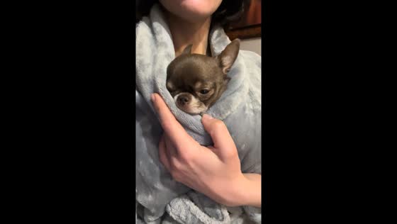 Kharkiv resident shields beloved Chihuahua from Russian missile shelling