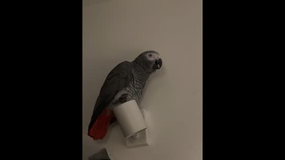 Grey parrot mimics voices while perched on lamp in Belfast, Ireland