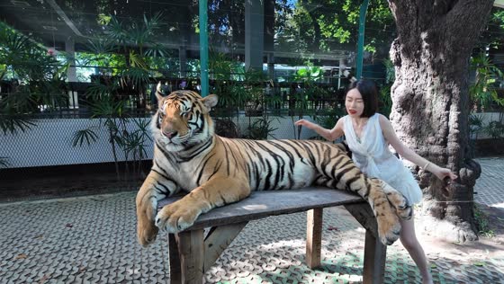 Tiger's tail interrupts woman's photo in Hunan, China