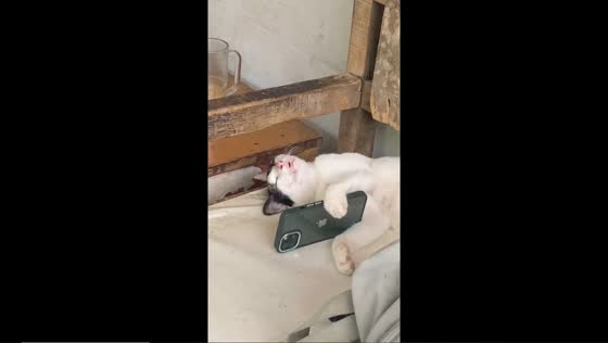 Cat naps on call: adorable video capture in South Jakarta, Indonesia