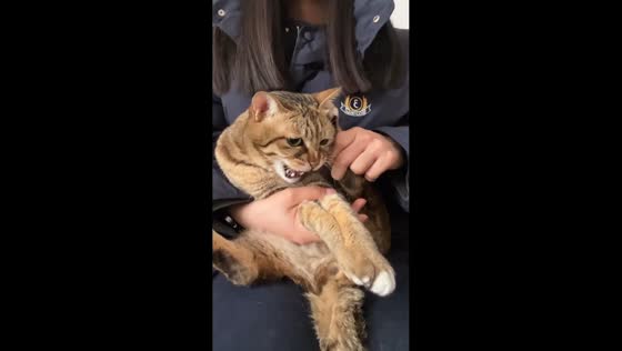 Cat hilariously pretends to talk on phone in Guangdong, China