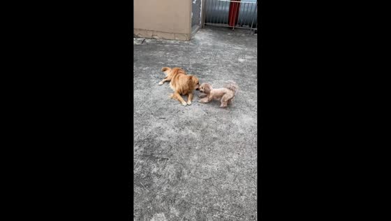 Golden retriever acts dramatically after losing stick in Jiangsu, China