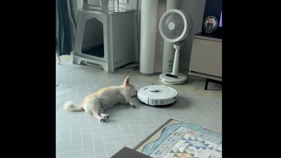 Dog startled by vacuum cleaner while sleeping