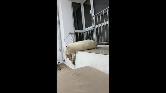 Dog nearly falls from windowsill while sleeping in Shandong, China