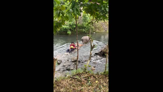 Ox ride across a river in Puerto Princesa, Philippines