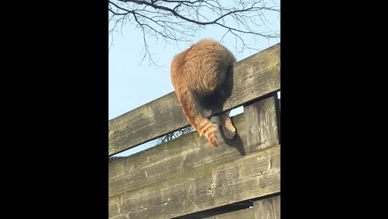 Cat tries to catch tail through fence in Riga