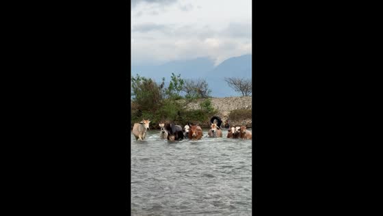 Cow surprises onlookers by swimming across river in Southeast Aceh, Indonesia