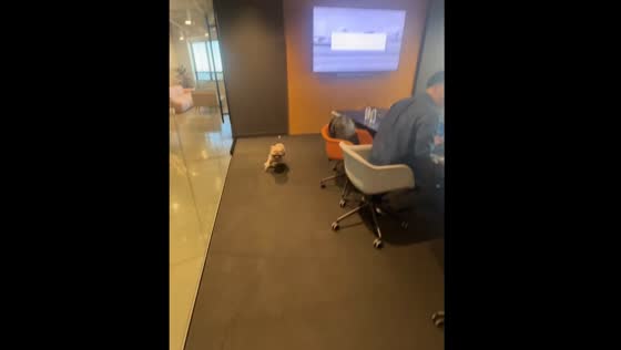 Dog circles boardroom in Santa Monica, USA