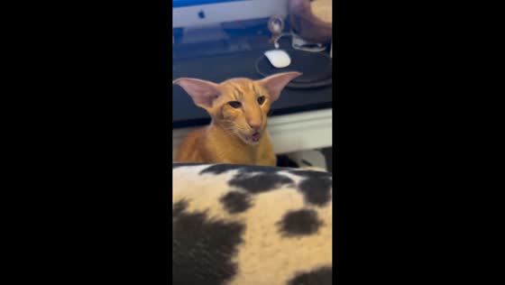 Oriental Shorthair cat Keebler plays peekaboo with owner in Austin, Texas, USA