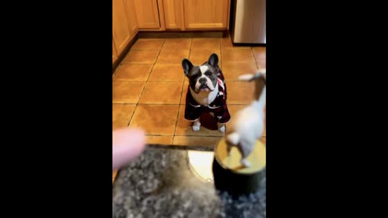 Hilarious French dog Bruno's reaction to screaming toy will make you laugh out loud!