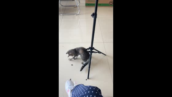 Kitten hilariously knocks over tripod and runs away in Guizhou, China