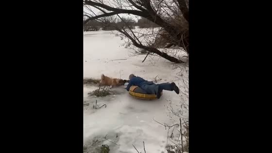 Quick-thinking rescuers use child's cheesecake to save dog from icy waters