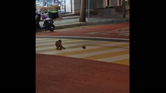 South Korean cat plays hesitant game of cat and mouse
