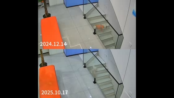 Dog slips on stairs for a second time in Anhui, China