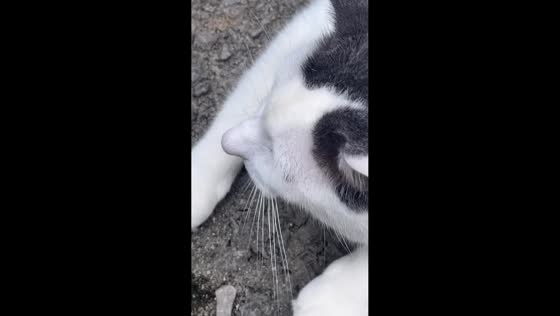 Cat with human-like nose in Rio de Janeiro, Brazil