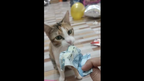 The cat brings the girl money on her birthday!