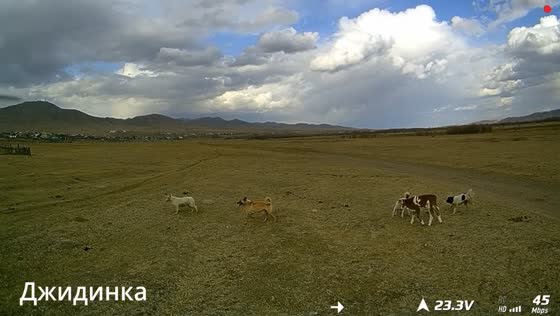 Drone rescue: saving a calf from dog attack in Buryatia, Russia