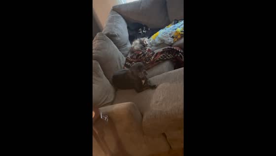 Boomer's midnight mischief: possum party at home!