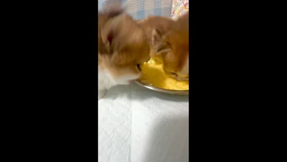 Kitten bites bowl instead of food while eating in Henan, China