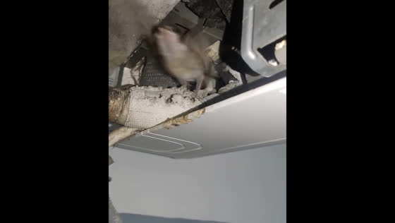 Mouse surprises video recorder with sudden jump in Indonesia