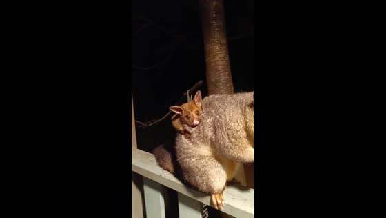 Mother possum with baby on porch railings in New South Wales, Australia
