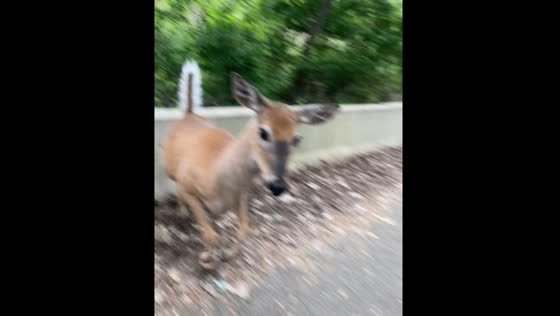 Deer chases person during run in Romeoville, Illinois