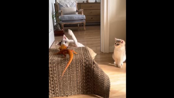Cat beats lizard in Beijing
