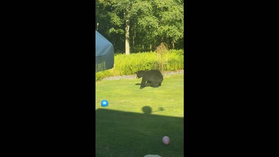 Protective Boxer charges at bear in family’s backyard in Mountain Top, USA