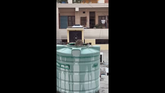 Monkey jumps into water tank in unusual cleaning behavior in Delhi, India