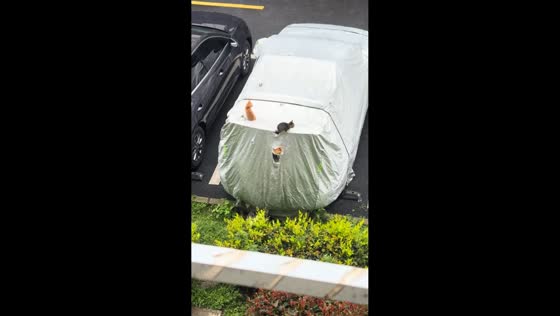 Cats peek out from fully covered car in Shanghai, China