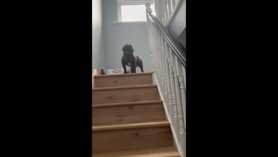 Dogs playfully dash through house after door opens in Ireland
