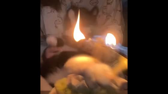 Cat's cake moment ends with a surprise in Jiangsu, China