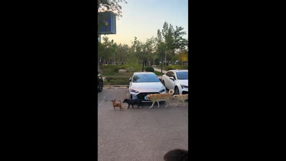 Dogs form a neat line while walking together in Xinjiang, China