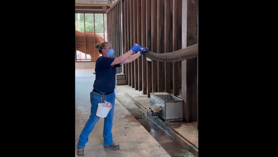 Elephant receives tuberculosis test in North Carolina
