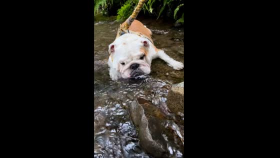 Tranquil moments: Tokyo's beloved dog relishes in shallow creek at favorite park