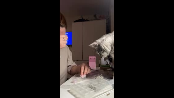Mischievous cat spills beads while owner sorts them in Volgograd, Russia