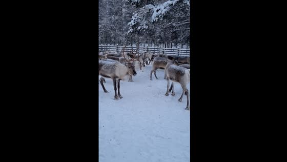 Serene scene: reindeer await roundup in Rovaniemi shed