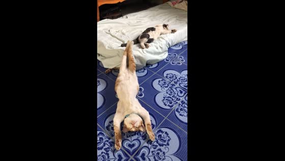 Cat nap bliss: two kitties enjoy a peaceful snooze